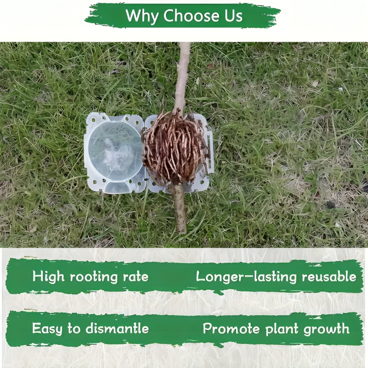 5 Pcs Plant Rooting Boxes