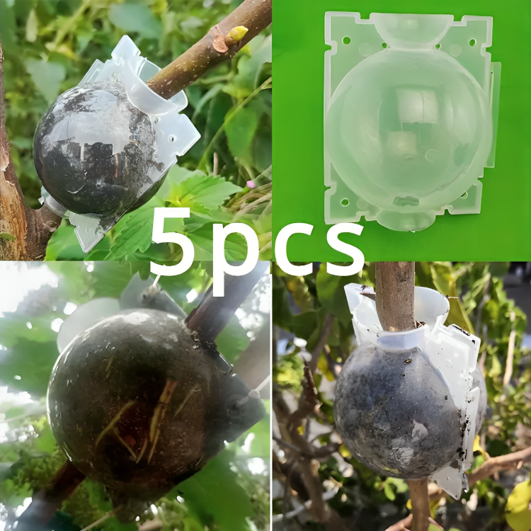 5 Pcs Plant Rooting Boxes