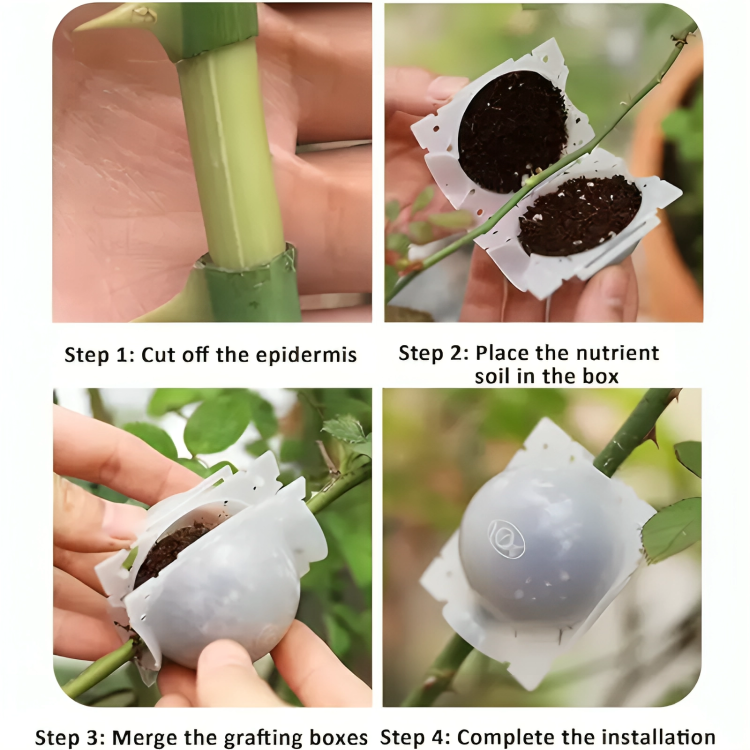 5 Pcs Plant Rooting Boxes