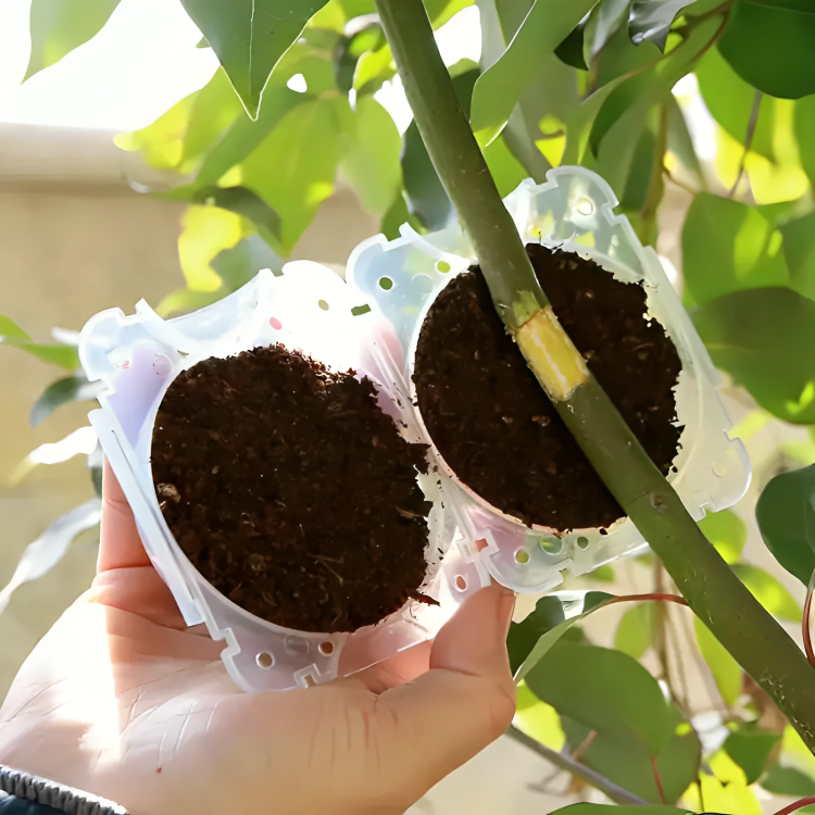 5 Pcs Plant Rooting Boxes