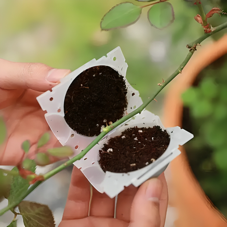 5 Pcs Plant Rooting Boxes