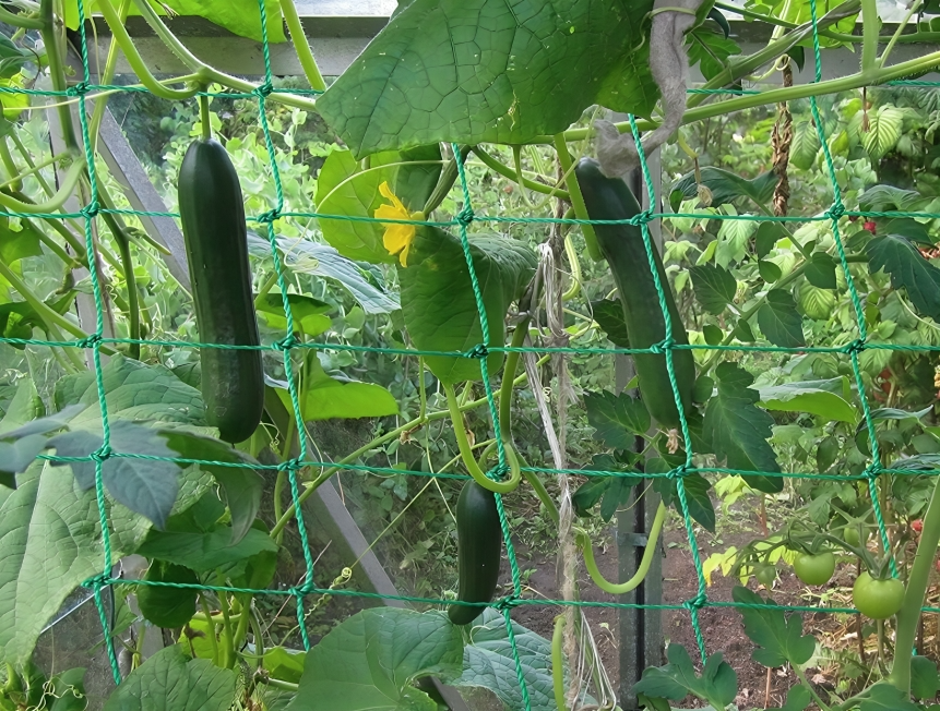 2x Plant Climbing Mesh